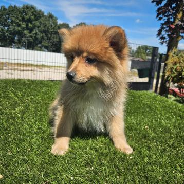 Te koop mooie dwergkees pups beschikbaar voor biedingen