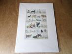 Oude Honden Afbeelding - Poster in Passepartout, Ophalen of Verzenden, Zo goed als nieuw, Hond of Kat, Overige typen