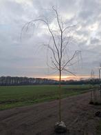 Elegante Treurboom voor uw tuin, Salix chrysocoma treurwilg, Bloeit niet, Treurboom, Ophalen of Verzenden, 100 tot 250 cm
