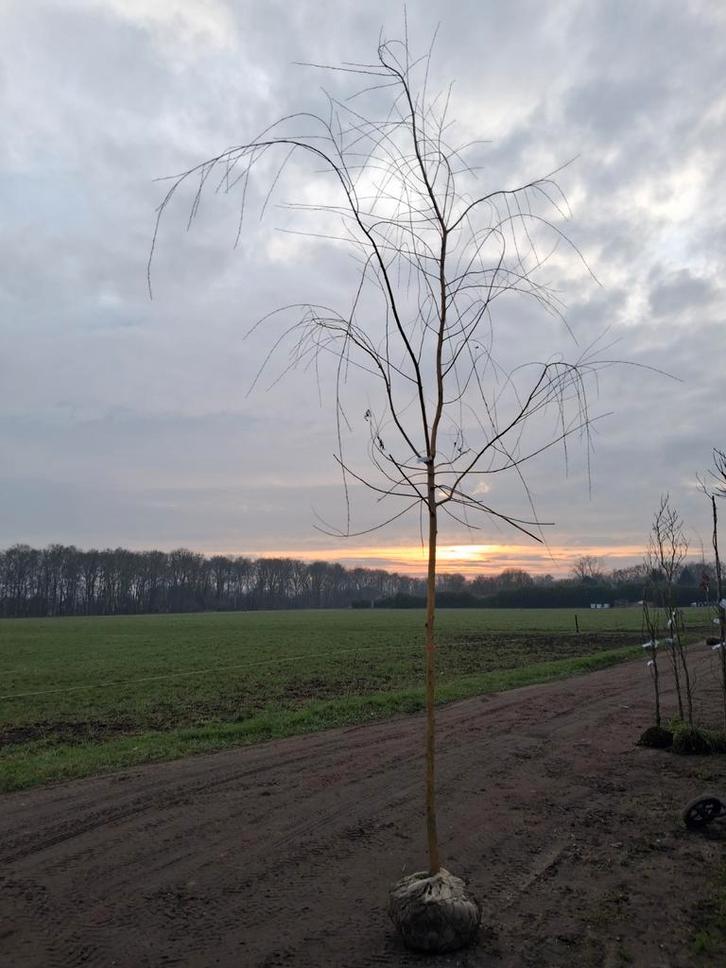 Elegante Treurboom voor uw tuin, Salix chrysocoma treurwilg, Tuin en Terras, Planten | Bomen, Treurboom, 100 tot 250 cm, Volle zon