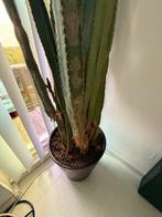 Grote Cactus in Pot - 260 cm, Ophalen, 200 cm of meer, Halfschaduw, Groene kamerplant