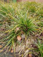 Japanse zegge Carex morrowii, Vaste plant, Siergrassen, Lente, Ophalen