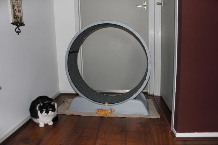loop rad voor katten, Dieren en Toebehoren, Kattenspeelgoed, Zo goed als nieuw, Overig speelgoed, Ophalen
