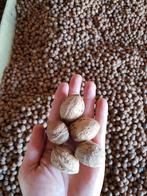 Verse walnotrn  – Oogst 2025 (Groot & Vol van Smaak), Diversen, Ophalen of Verzenden