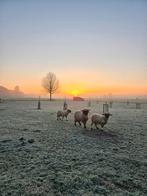 Te ruil of te koop Walliser Schwarznase ram, Dieren en Toebehoren, Schapen, Geiten en Varkens, Mannelijk, Schaap