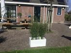 Fargesia Red Dragon, niet woekerende bamboe met rode stengel, Ophalen, Bamboe, Haag, 250 cm of meer
