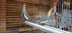Te Koop koppel valkparkieten, Dieren en Toebehoren, Vogels | Overige Vogels, Meerdere dieren, Tropenvogel