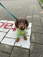 Op zoek naar langharige (kaninchen) teckel pup, Dieren en Toebehoren, Kaninchen, 8 tot 15 weken, Geslacht onbekend, Langhaar