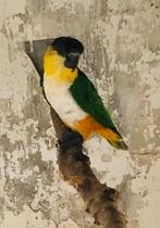 Zwartkop caique man, Dieren en Toebehoren, Mannelijk, Papegaai