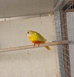 Splendid lutino roodbuik pop, Dieren en Toebehoren, Vrouwelijk, Parkiet