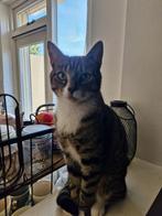 Drie harige hartendieven zoeken samen een warm thuis ️, Dieren en Toebehoren, Katten en Kittens | Overige Katten, Meerdere dieren