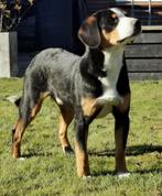 Entlebucher sennehond dekreu Stamboom, Rabiës (hondsdolheid), Reu, Sennenhond, 1 tot 2 jaar