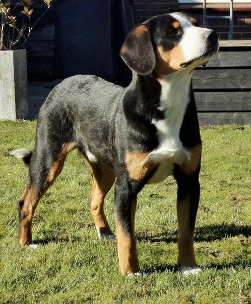Entlebucher sennehond dekreu Stamboom, Dieren en Toebehoren, Honden | Bulldogs, Pinschers en Molossers, Reu, Sennenhond, Fokker | Professioneel
