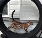Snow bengaal poes met stamboom, Dieren en Toebehoren, Katten en Kittens | Raskatten | Korthaar, Poes, Gechipt, 0 tot 2 jaar