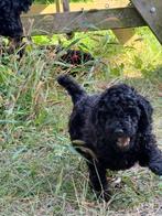 Koningspoedel nog 1reue poedel pup, Dieren en Toebehoren, Honden | Niet-rashonden, Reu, CDV (hondenziekte), 8 tot 15 weken, Groot