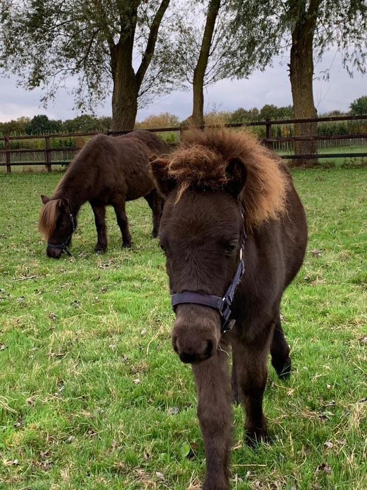 Falabella hengstveulen/miniatuurpaard, Dieren en Toebehoren, Paarden, Hengst, Niet van toepassing, Minder dan 160 cm, 0 tot 2 jaar