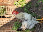 Haan van mei gratis, Dieren en Toebehoren, Pluimvee, Mannelijk, Kip