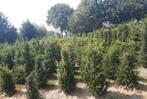 Taxus hagen, Ophalen of Verzenden, Overige soorten, Volle zon