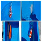 4 koi karpers, Dieren en Toebehoren, Vissen | Vijvervissen, Karper of Koi