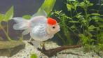 Oranda Redcap goudvis, Dieren en Toebehoren, Vissen | Aquariumvissen, Vis