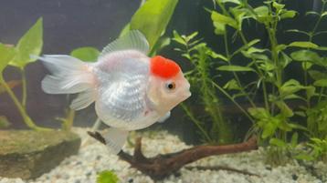 Oranda Redcap goudvis beschikbaar voor biedingen