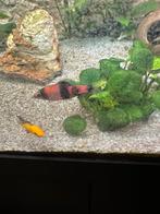 Aquarium ,vissen ,Melon Barb (Haludaria fasciata), red panda, Dieren en Toebehoren, Vis