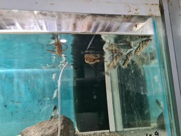 Pimelodus Pictus, antennemeerval, meerval beschikbaar voor biedingen