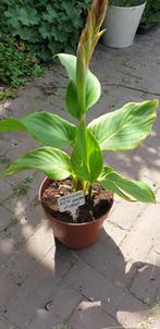 CANNA RED GOLDEN FLAME, Ophalen, Zomer, Overige soorten, Volle zon