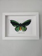 Ingelijste Ornithoptera Priamus vlinder, Antiek en Kunst, Ophalen of Verzenden