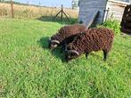 Ouessant rammen van mei 2025, Dieren en Toebehoren, Schapen, Geiten en Varkens, Mannelijk, Schaap, 0 tot 2 jaar