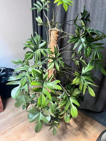 Grote plant Philodendron pedatum beschikbaar voor biedingen