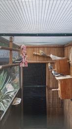 5 valkparkieten, Meerdere dieren, Parkiet