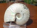 Ammoniet (12), Ophalen of Verzenden, Mineraal