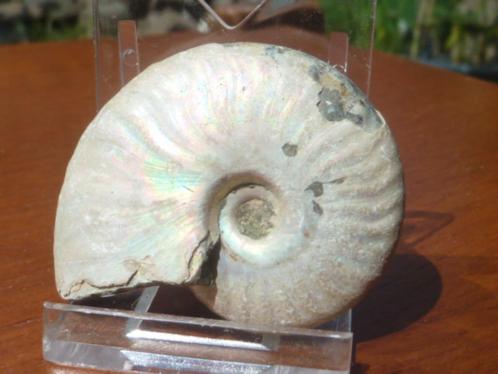 Ammoniet (12), Verzamelen, Mineralen en Fossielen, Mineraal, Ophalen of Verzenden