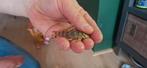 L015 Peckoltia vittata Candy stripe, Vis, Zoetwatervis