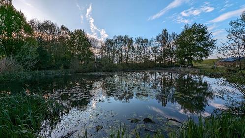 Koi en overige vijvervissen., Dieren en Toebehoren, Vissen | Vijvervissen, Karper of Koi