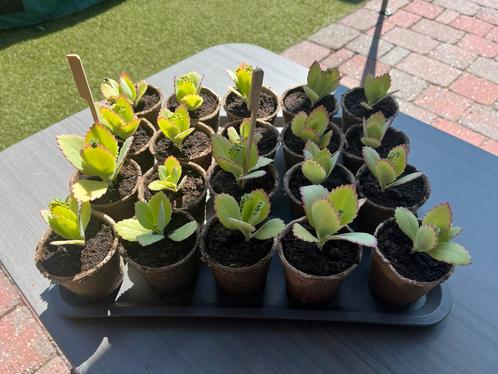 Stekjes van de Mother of thousands - Kalanchoe, Tuin en Terras, Planten | Tuinplanten, Volle zon, Zomer, Ophalen