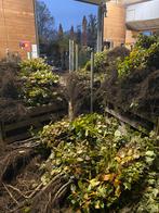 Beukenboom (Fagus sylvatica) - bladhoudende beuk haagplant, Tuin en Terras, Planten | Bomen, Bloeit niet, Overige soorten, Minder dan 100 cm