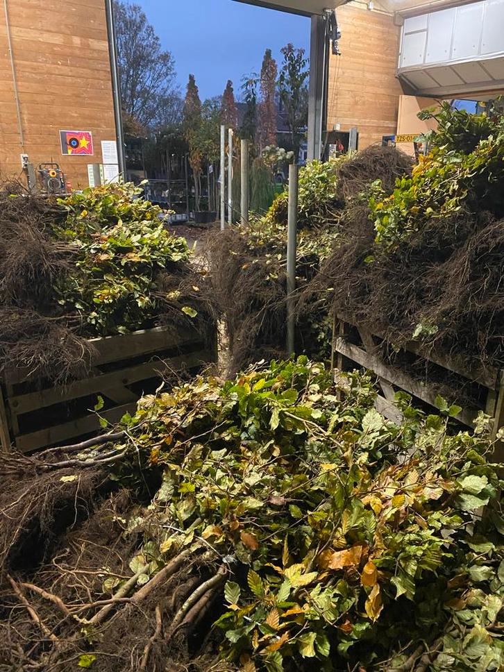 Beukenboom (Fagus sylvatica) - bladhoudende beuk haagplant, Tuin en Terras, Planten | Bomen, Overige soorten, Minder dan 100 cm