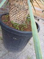 Yucca rostrata palmboom overbodig, Ophalen