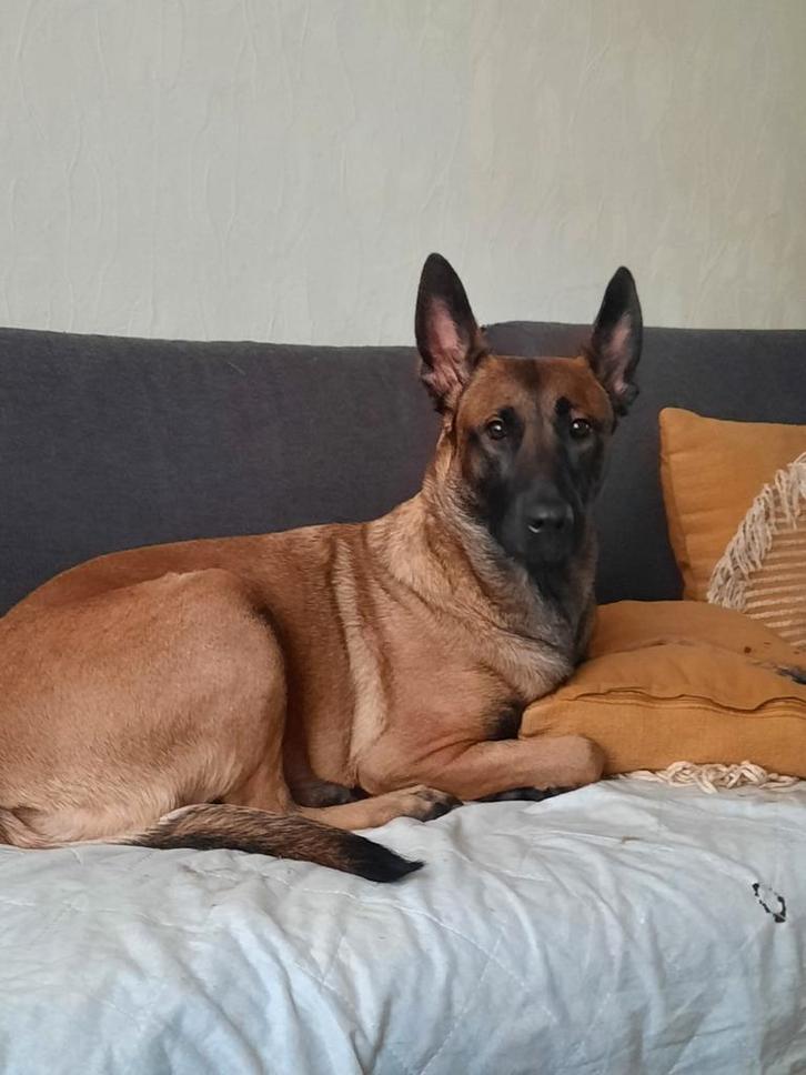Belgische herder, Dieren en Toebehoren, Honden | Herdershonden en Veedrijvers, Teef, Herder, Particulier, Eén hond, België, 1 tot 2 jaar