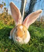 Jonge duitsereus x vlaamsereus konijnen, Dieren en Toebehoren, Konijnen, Meerdere dieren, Groot, 0 tot 2 jaar