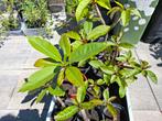 Plumeria Frangipani 9 stuks, Tuin en Terras, Ophalen, Zomer, Volle zon, Overige soorten