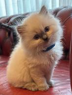 Ragdoll, Dieren en Toebehoren, Katten en Kittens | Raskatten | Langhaar, Kater, Ingeënt, 0 tot 2 jaar