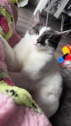 Met spoed weg!! Vlecky kater, Dieren en Toebehoren, Katten en Kittens | Raskatten | Korthaar, Kater, Ontwormd, 0 tot 2 jaar