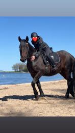 GEZOCHT‼️ Stalling/weidegang in Het Gooi voor rustige ruin, Weidegang, 1 paard of pony