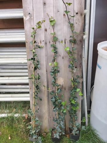 Hedera hibernica klimop 125 cm beschikbaar voor biedingen