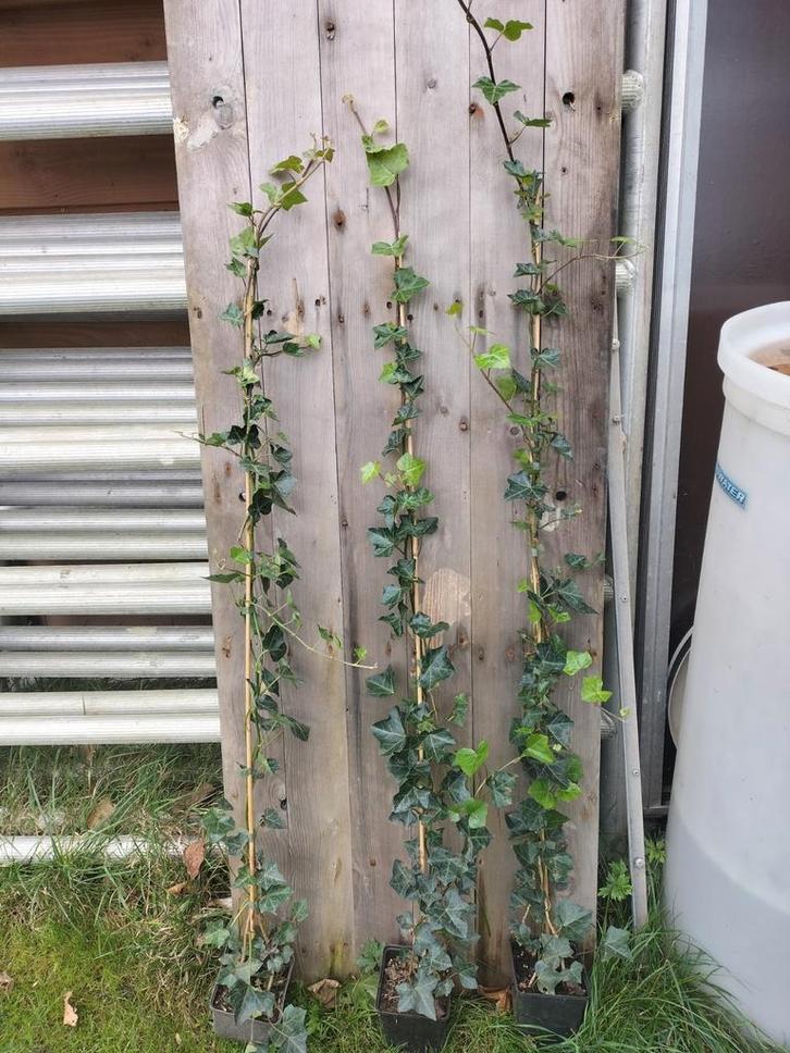 Hedera hibernica klimop 125 cm, Tuin en Terras, Planten | Struiken en Hagen, Overige soorten, 100 tot 250 cm, Ophalen