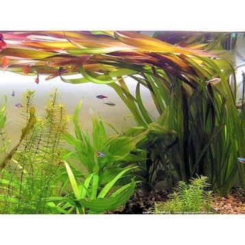 Aquarium plant beschikbaar voor biedingen