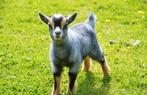 GEZOCHT mini dwerggeit!! (Lam), Dieren en Toebehoren, Vrouwelijk, Geit